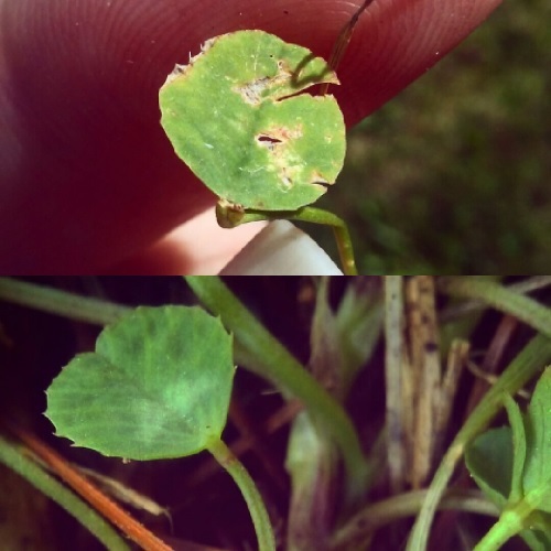 two image collage. top image is a three leaf clover with two leaves removed, leaving one leaf and two nubs. bottom image is a one leaf clover showing the smooth transition from stem to single leaf