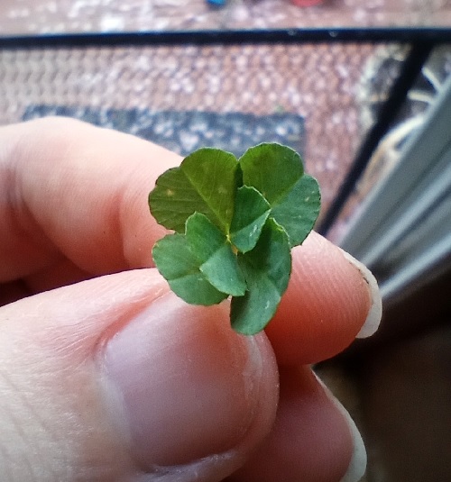 two separate six leaf clovers