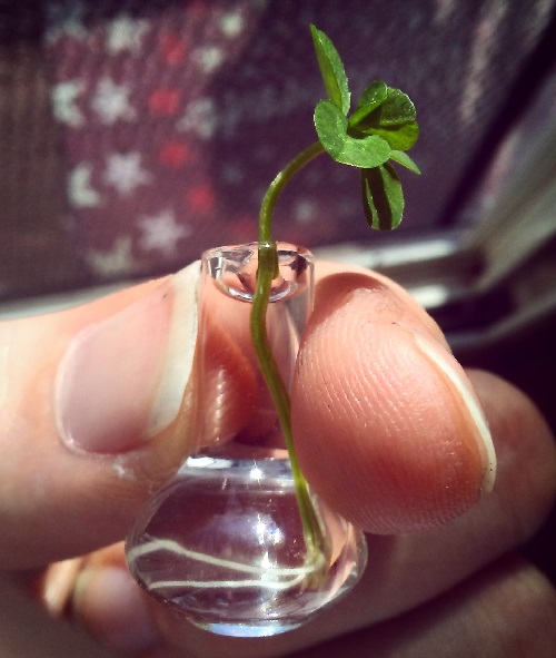 a six leaf clover in a tiny glass bottle