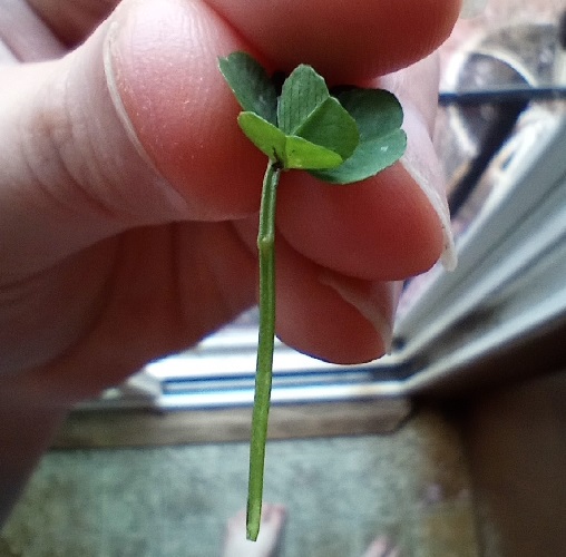 six leaf clover and its stem