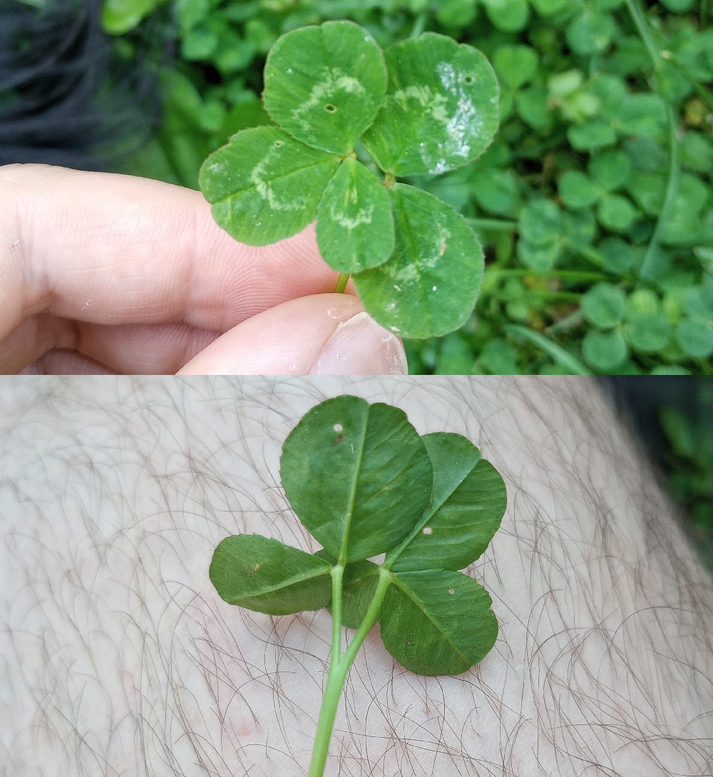 two image collage. first image shows a five leaf clover that looks like a three leaf and two leaf overlapping. second image is the same clover from the back, showing a single stem that splits into two stems, one with three leaves and the other with two leaves.