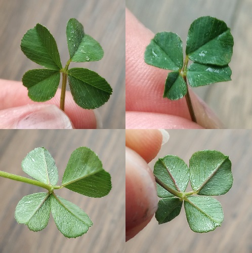 a four image college of two four leaf clovers. top two photos are of the front of each clover, bottom two photos are the back of both clovers, showing on each clover one leaf that sticks out further from the stem