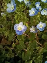 photo of small blue flowers