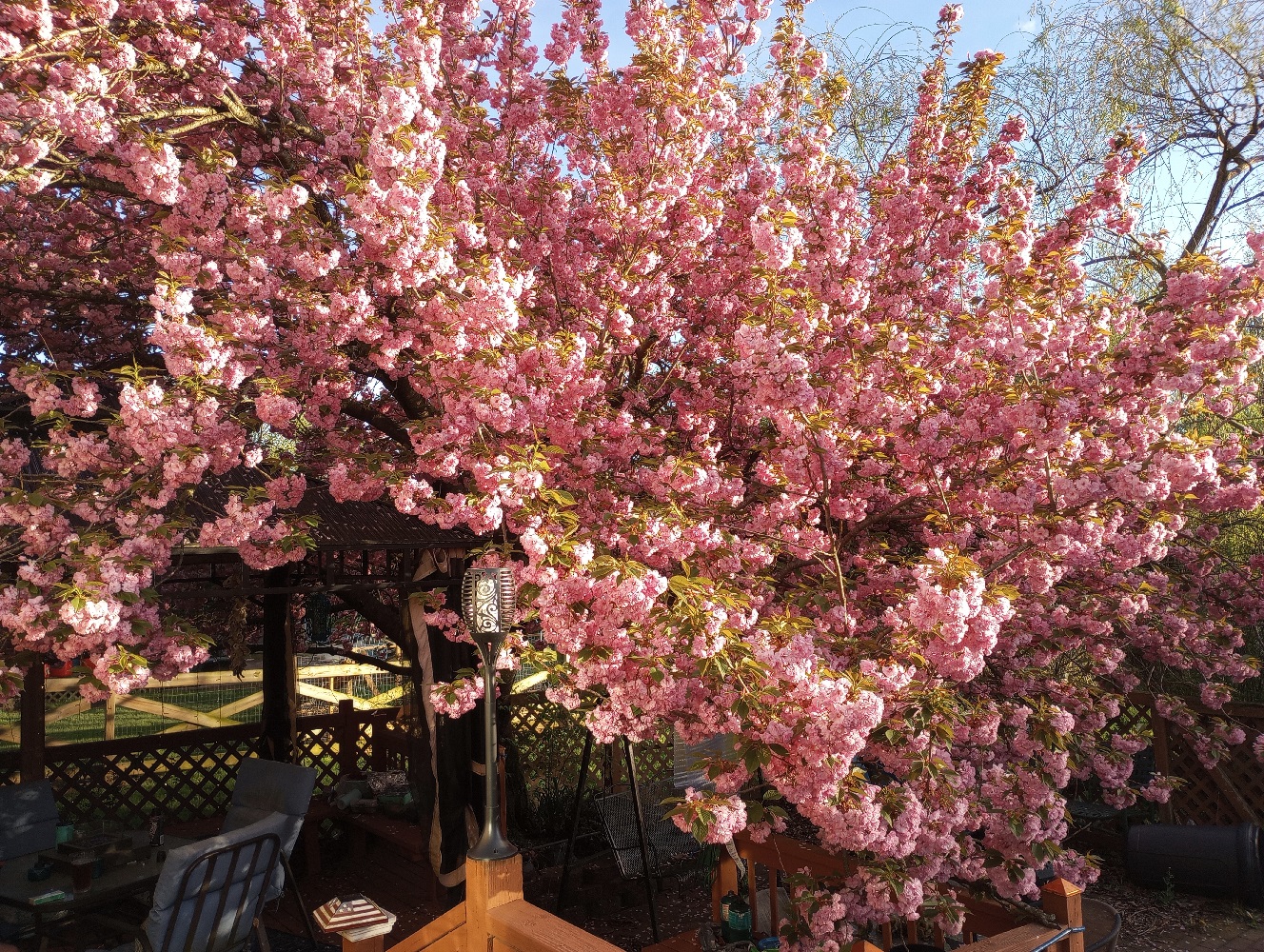 fluffy pink blooming tree over a deck