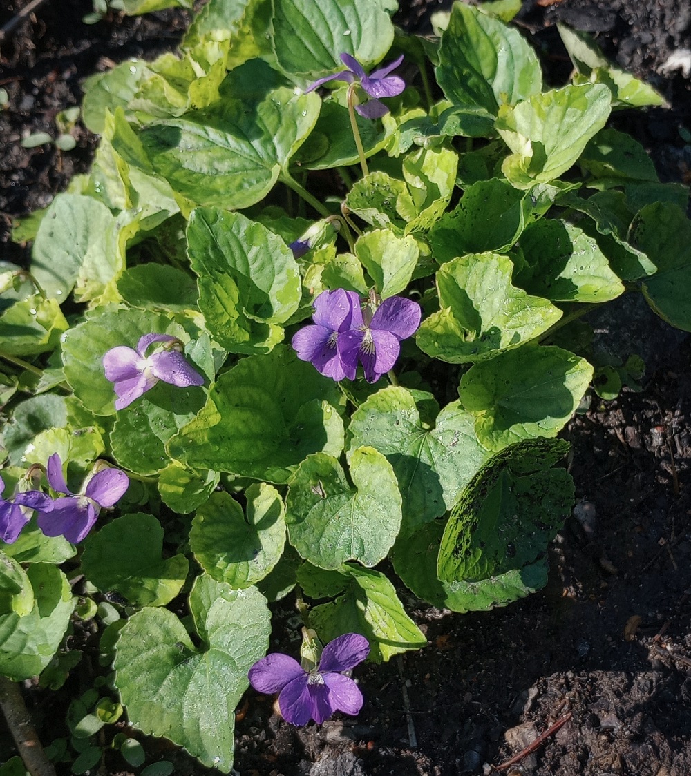a violet patch in dirt, showing round to pointed curved leaves