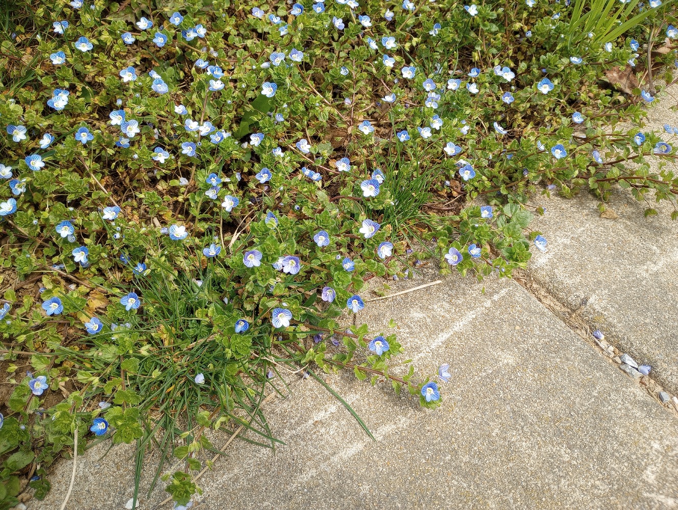 photo of tiny blue flowers spilling onto a side walk