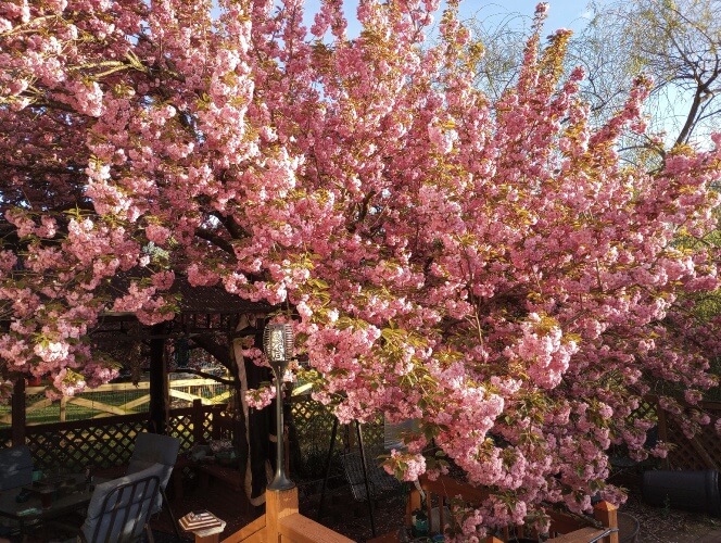 fluffy pink blooming tree over a deck.