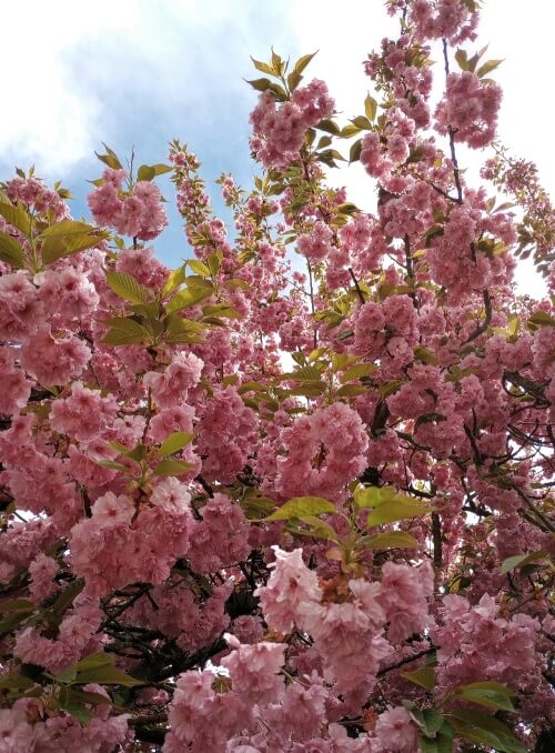 closer shot of a few branches.