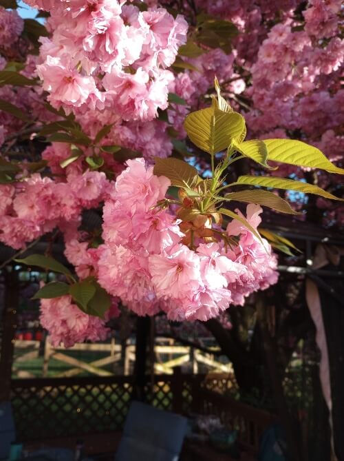 close up of a few cluster of blooms, showing their thin but densely layered pink petals.