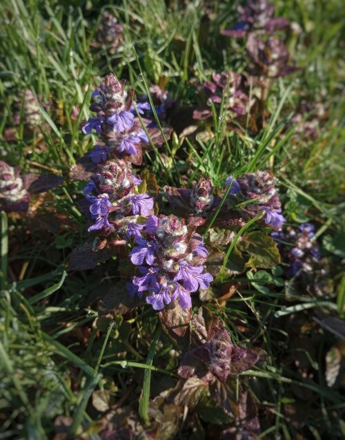 brownish purple leafy stalks with vibrant purple flowers near the top.