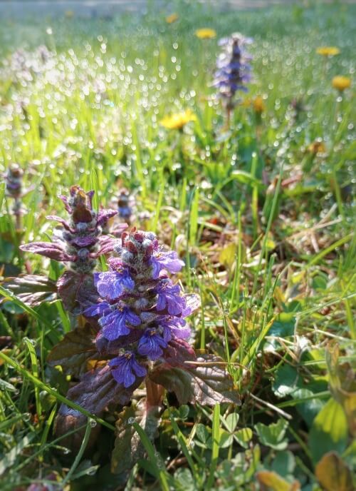 the same flowers in sunny dewy grass