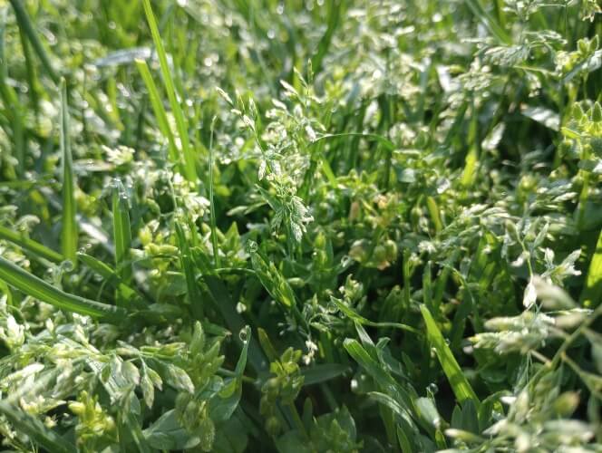 grass with spriggy droopy little white flower stalks.