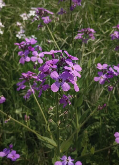 tall stalks of purple flowers. They all have four thin oval shaped petals.