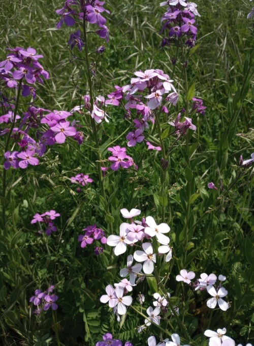 stalks of purple and white flowers.