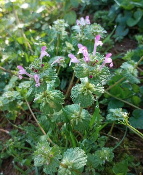 leafy green stalks with little lavender flowers sticking out the top.