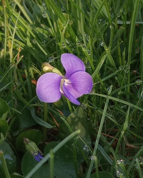 a single violet in dewy grass.