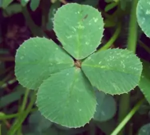 photo of a four leaf clover