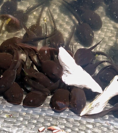 close up of many tadpoles clustered together.