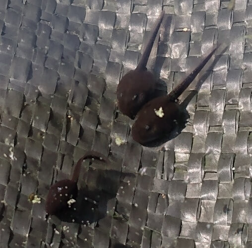 three tadpoles under water over a grey tarp.